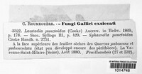 Guignardia punctoidea image